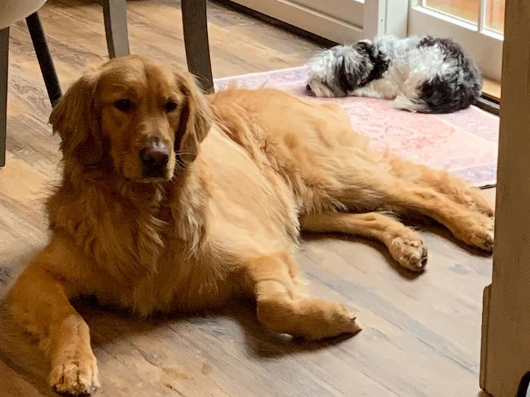 A golden retriever lying on a hardwood floor by a sunlit patio door, with a small black-and-white dog resting on a rug behind him, both waiting calmly before treat time.